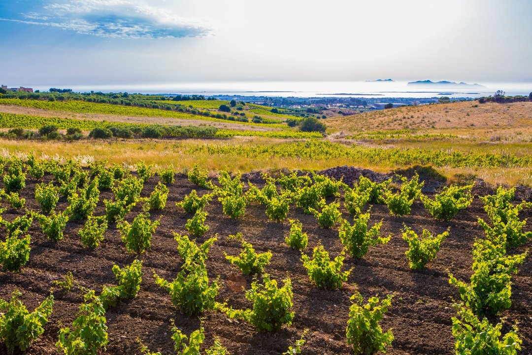 Eolie enoiche, vigne di mare - Approfondimento e degustazione dei vini di Nino Caravaglio