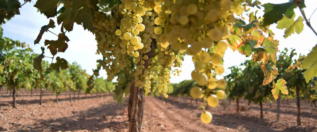 Le vie della Vernaccia