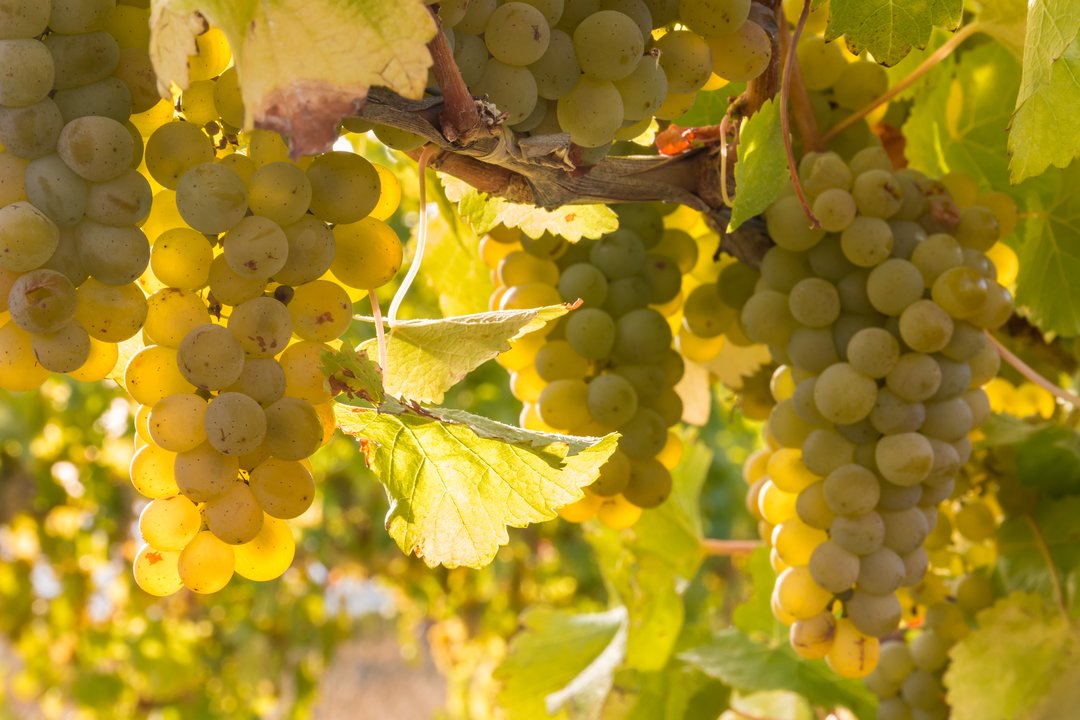 Sauvignon blanc: i terroir mondiali di un vitigno camaleonte  - Incontro e degustazione con Massimo Castellani