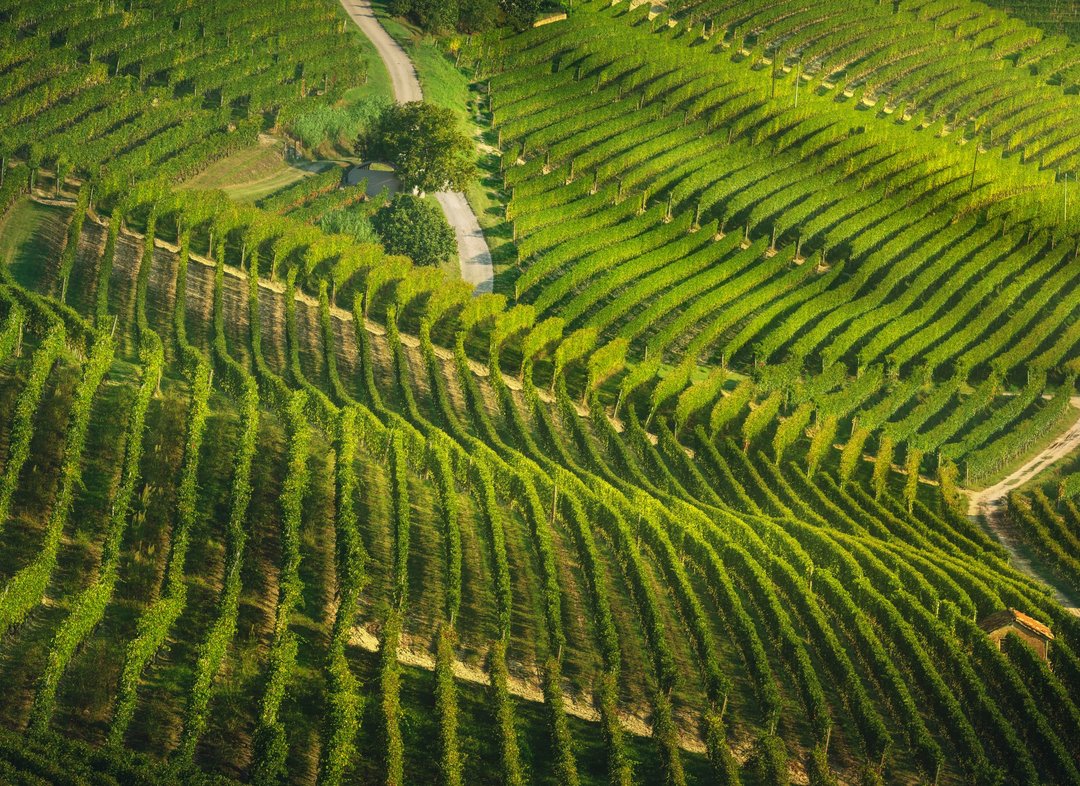 Il Timorasso e i Colli Tortonesi - Incontro e degustazione con i produttori del Consorzio