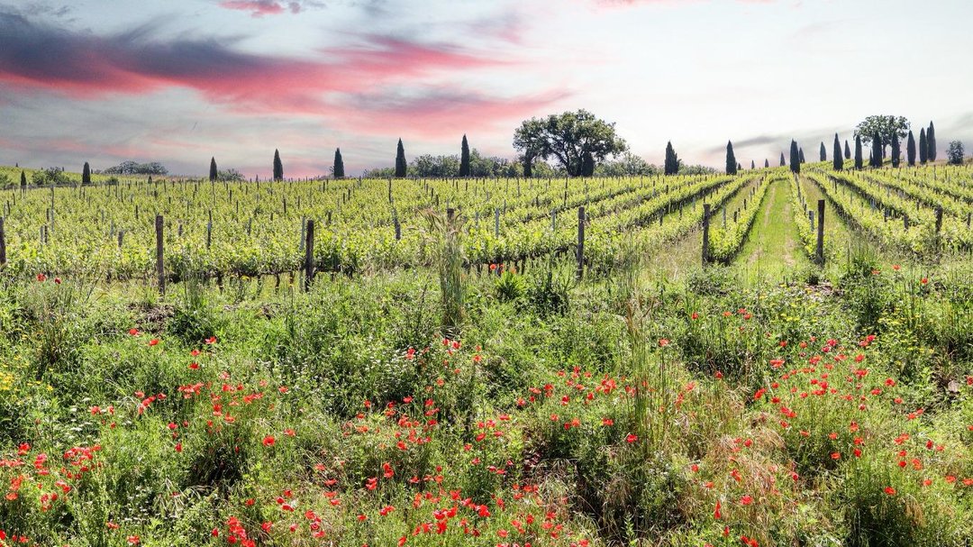 Il Chianti – Incontro e degustazione con Massimo Castellani