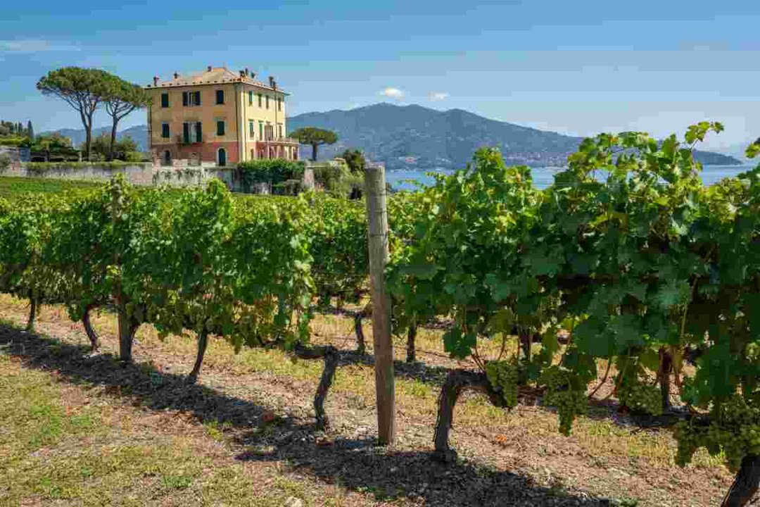 <p>Ilaria Lorini trionfa al 10° master del Vermentino AIS 2025 a Lerici</p>